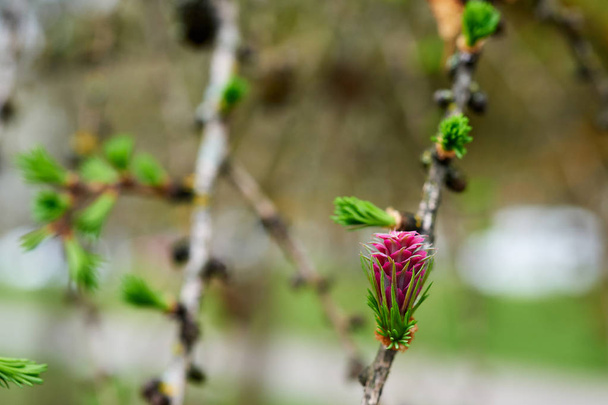 Flowering larch, in a beautiful natural background - Photo, Image