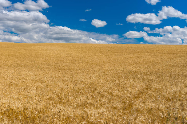 青い空、白い雲、中央ウクライナ ドニプロ市近くの熟した麦畑で 7 月の風景 - 写真・画像