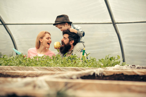 Little kid in fedora hat feeding his parents with apple while sitting on daddys shoulders. Bearded man with his family in greenhouse. - Photo, Image
