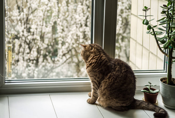Árboles frutales florecientes fuera de la ventana. Un gato se sienta en la ventana en la primavera. Enfoque selectivo
. - Foto, Imagen