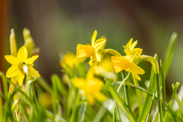 Žlutý Narcis kvetoucí. Slunečný den. - Fotografie, Obrázek