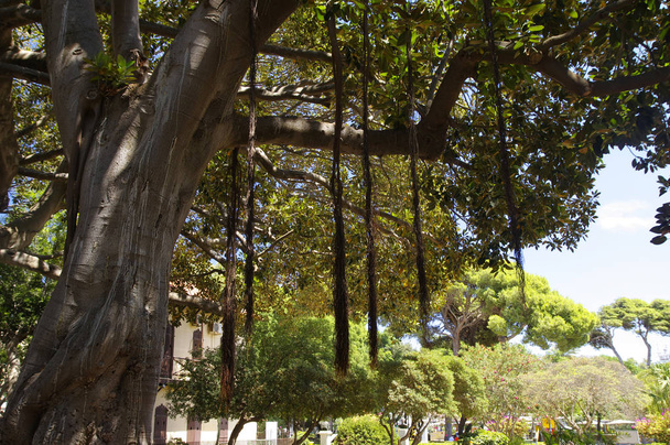 Piazza ombrosa nel giardino principale di Trapani, Sicilia
 - Foto, immagini