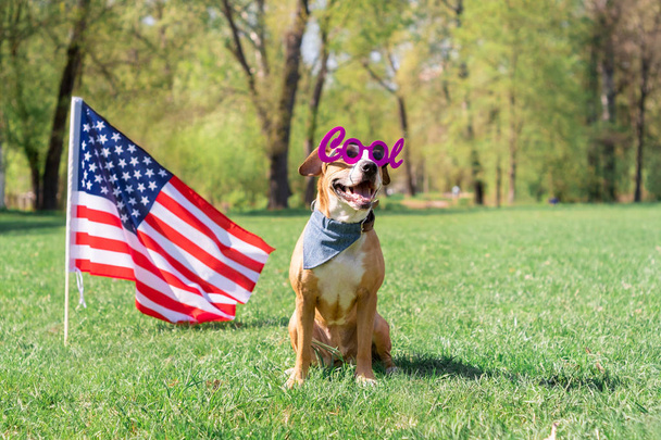 USA independence day and dog concept - Fotoğraf, Görsel