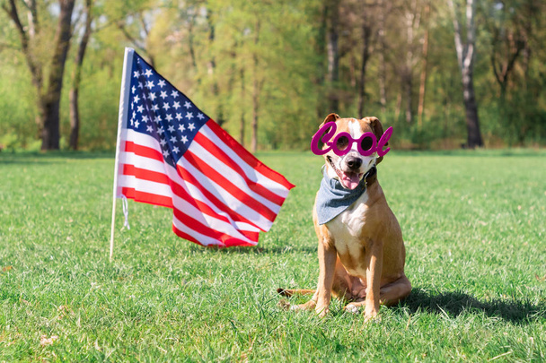 USA independence day and dog concept. Cheerful and happy staffordshire terrier dog in "cool" masquerade eyeglasses sits at lawn in front of the USA flag in park - Photo, image