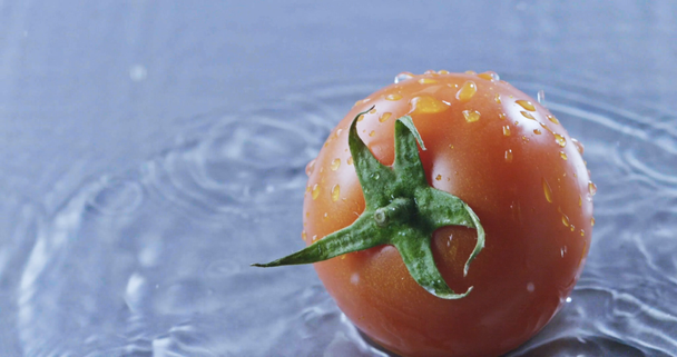 tomate fresco maduro que cae sobre fondo azul
 - Metraje, vídeo