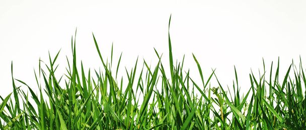 vihreä ruoho on kuvattu alhaalta valkoisella taustalla
 - Valokuva, kuva
