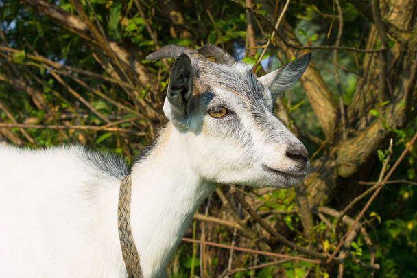 Nanny goat smiling - Photo, Image