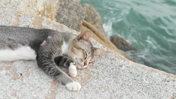 Cierre el retrato de un sueño de gato en la piedra. - Imágenes, Vídeo