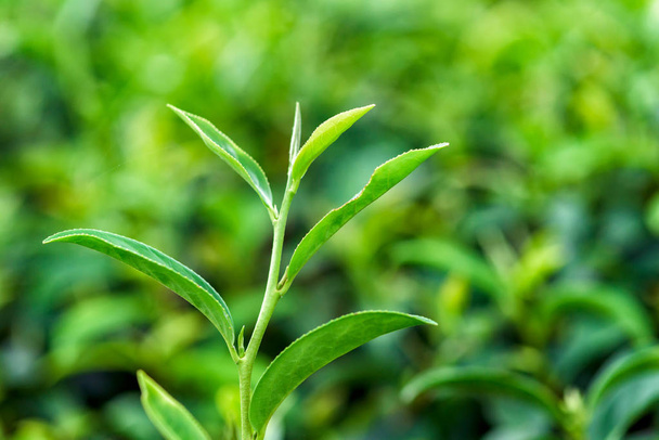 Fresh tea leafs in plantation. - Fotoğraf, Görsel