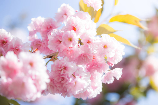 Kirschblütenbäume, Natur und Frühlingshintergrund. rosa sa - Foto, Bild