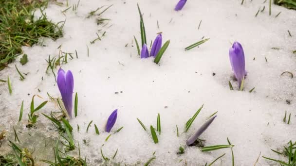 Sneeuw smelten en crocus bloem bloeien in de lente tijd vervallen - Video