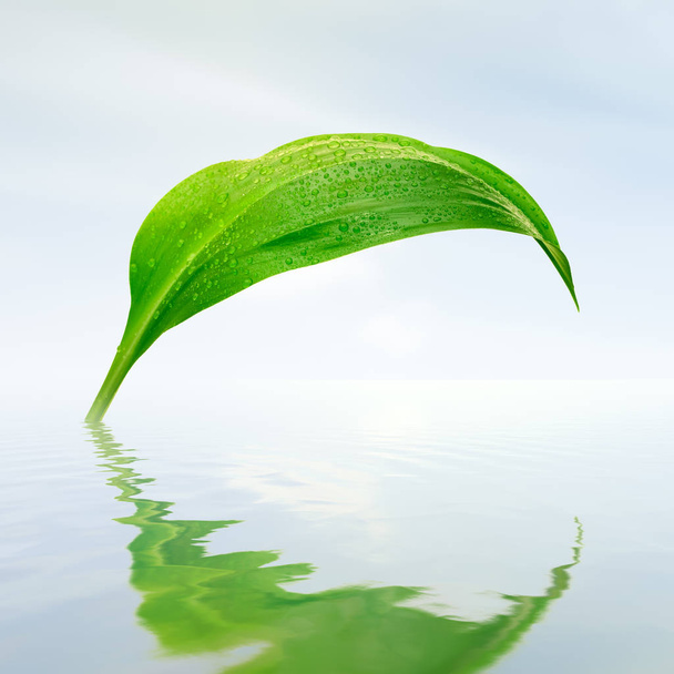 folha verde com reflexões de baixas em água
 - Foto, Imagem