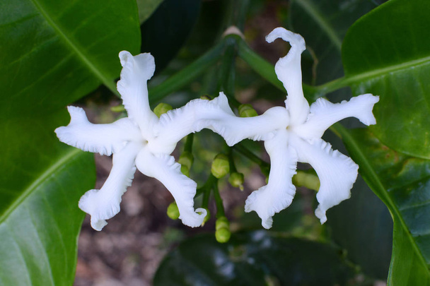 Дві білі квіти з різноманітної пінцевої квітки, наукова назва tabernaemontana divaricata
 - Фото, зображення