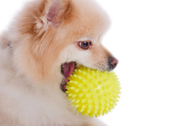 The dog holds the ball in the paste on an isolated white background - Foto, afbeelding