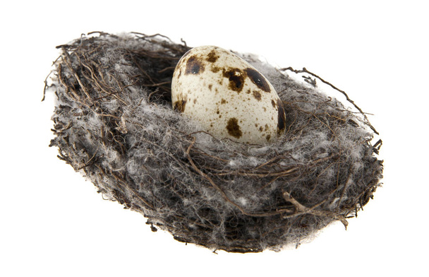 Ovos de codorna em um ninho isolado no fundo branco
 - Foto, Imagem
