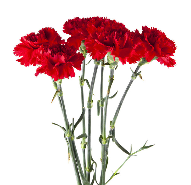 Flor de clavel roja aislada sobre fondo blanco - Foto, imagen