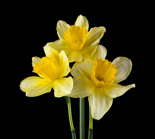 Narcissen bloemen geïsoleerd op een zwarte achtergrond - Foto, afbeelding