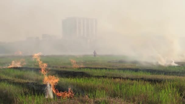 Nyílt égés a mezőn. A gazdák homályos hátterével felgyújtották. - Felvétel, videó