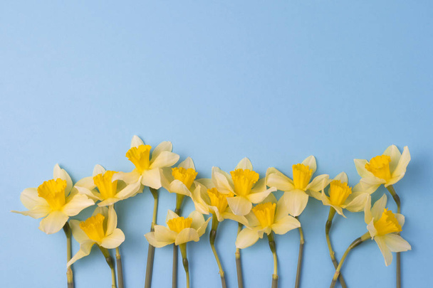 Όμορφη Daffodils κίτρινο στο μπλε φόντο. - Φωτογραφία, εικόνα