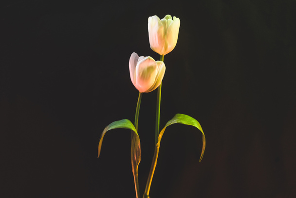 close up view of beautiful white tulips isolated on black - Photo, Image