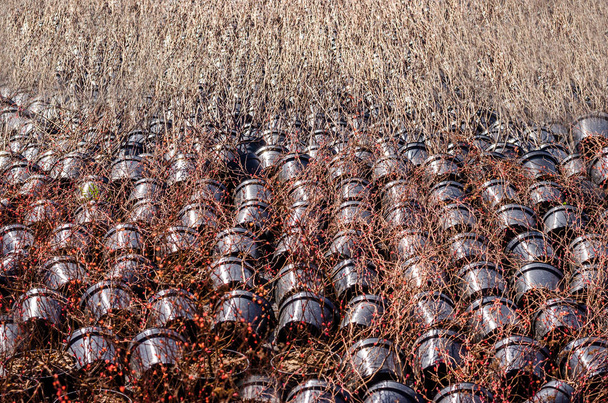 Саженцы растений в горшках готовый растительный тренд природы красный серый фон
 - Фото, изображение