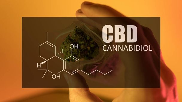 Ofrezca brotes de marihuana de fuerte cepa con la imagen de la fórmula CBD cannabidiol
  - Foto, imagen