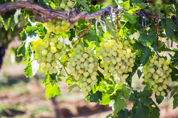 Raisins de vin blanc dans le vignoble - Photo, image