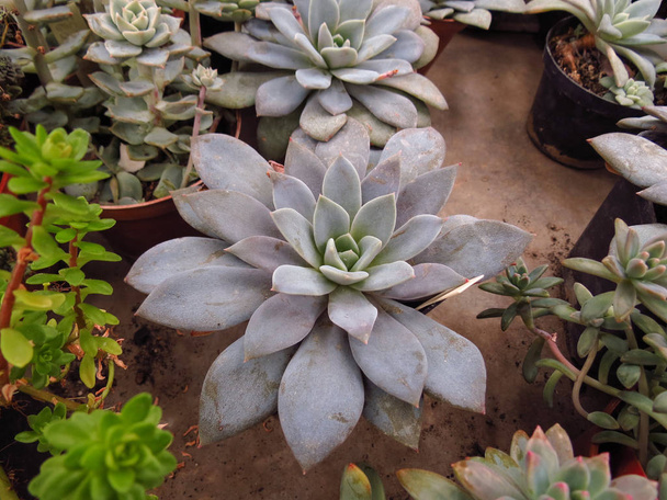 Beautiful succulent plant - work in the Botanical Garden, plant care - Photo, Image