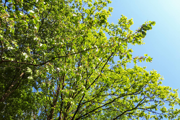 green leaves on branches of trees - Foto, imagen