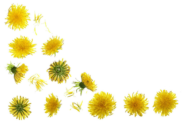 Квітка кульбаби або Такакакум Офіцінале ізольовані на білому тлі з місцем для тексту. Вид зверху. Плоский прошарок
 - Фото, зображення