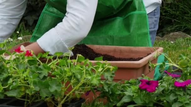γυναίκα potting Γεράνι λουλούδια - Πλάνα, βίντεο