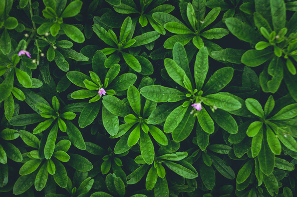 фон зелене листя У дощовий сезон
 - Фото, зображення