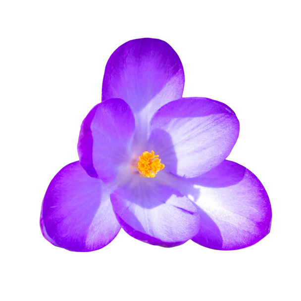Imágenes, de Flor violeta, fotos e imágenes de stock de Flor violeta