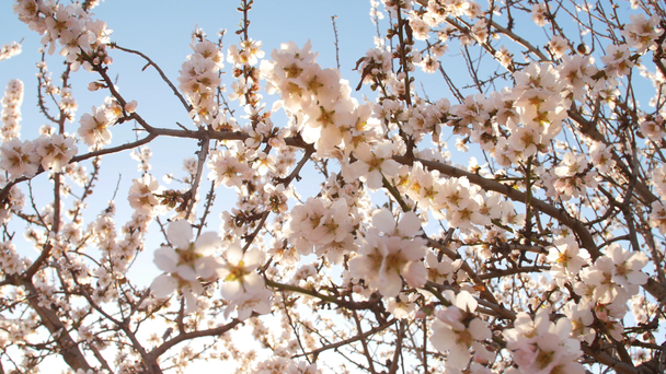 Virágzó mandula virágok tavasszal a az ültetvény - Felvétel, videó