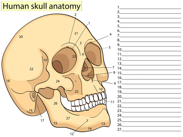 Medical Education Chart of Biology Human Skull Diagram (en inglés). Vector. Aspecto frontal fondo blanco educación médica básica
 - Vector, Imagen