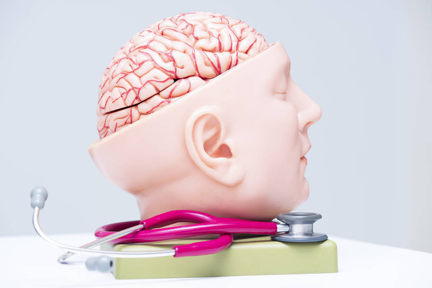 Brain model and a red stethoscope - 写真・画像