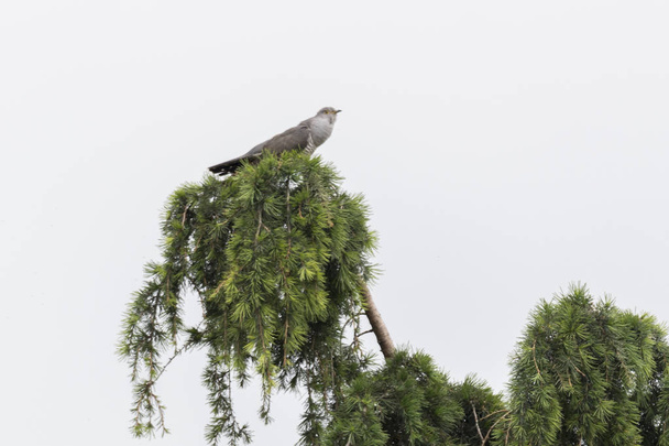 çam ağacı üzerinde güzel guguk kuşu - Fotoğraf, Görsel