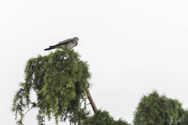 çam ağacı üzerinde güzel guguk kuşu - Fotoğraf, Görsel
