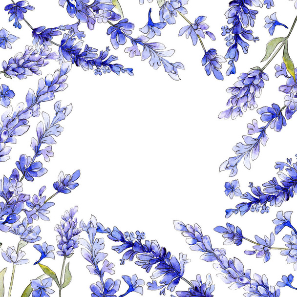 Violetti laventeli. Kukka kasvitieteellinen kukka. Luonnonvarainen kevätlehti luonnonkukka eristetty
. - Valokuva, kuva
