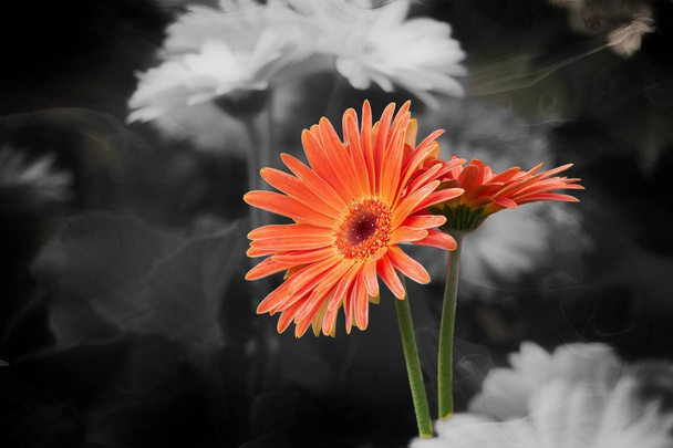 κόκκινο gerbera daisy στο βάζο - Φωτογραφία, εικόνα