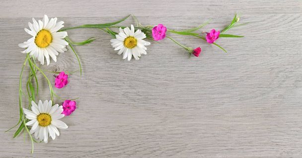 Çiçek kompozisyon. Çerçeve chamomiles çiçeklerin yapılan bir - Fotoğraf, Görsel