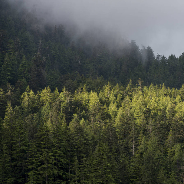 Floresta nebulosa, Distrito Regional de Skeena-Queen Charlotte, Haida Gwaii, Graham Island, British Columbia, Canadá
 - Foto, Imagem