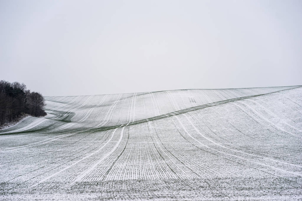 Winter scene of rolling fields cover with snow. Clod winter day. - Фото, зображення