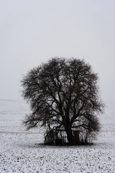 Winter scene of rolling fields cover with snow. Clod winter day. - Fotoğraf, Görsel