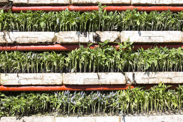 Pflanzmaschine beladen mit Tomatensetzlingen Tabletts auf Regalen - Foto, Bild