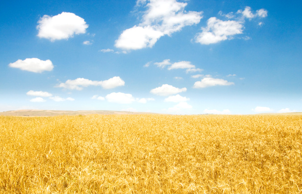 Wheat field on the bright day - Φωτογραφία, εικόνα