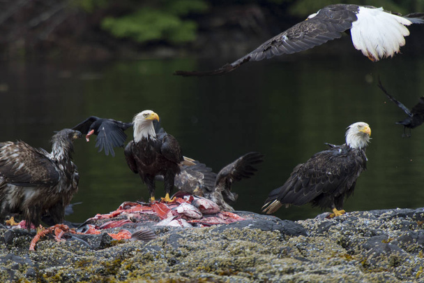 Águilas calvas alimentándose de cadáveres de pescado, Distrito Regional Skeena-Queen Charlotte, Haida Gwaii, Isla Graham, Columbia Británica, Canadá
 - Foto, imagen