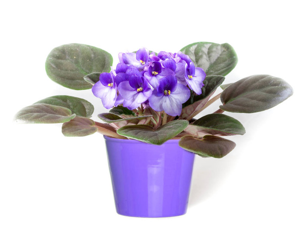 Beautiful violet in a pot - Photo, Image