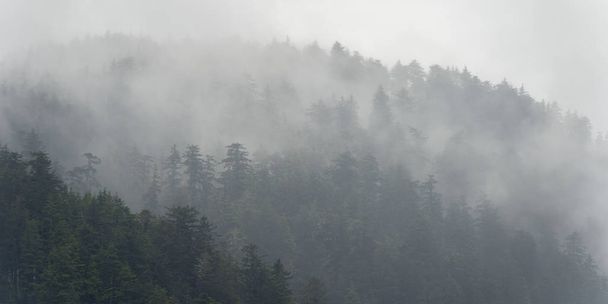 Foggy forest, district régional de Skeena-Queen Charlotte, Haida Gwaii, île Graham, Colombie-Britannique, Canada
 - Photo, image