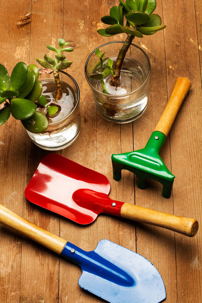 Trabajar con plantas con herramientas de jardinero
 - Foto, Imagen